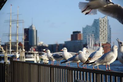 Seagulls perching on railing against cityscape