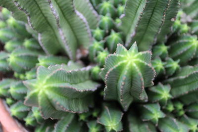 Close-up of cactus