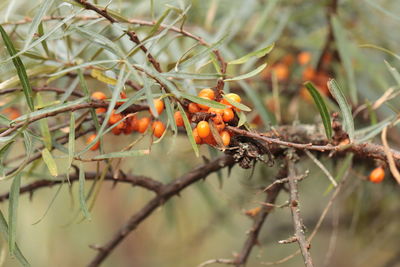 Close-up of berries growing on tree