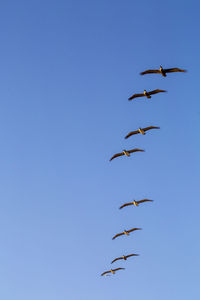 Low angle view of birds flying in sky