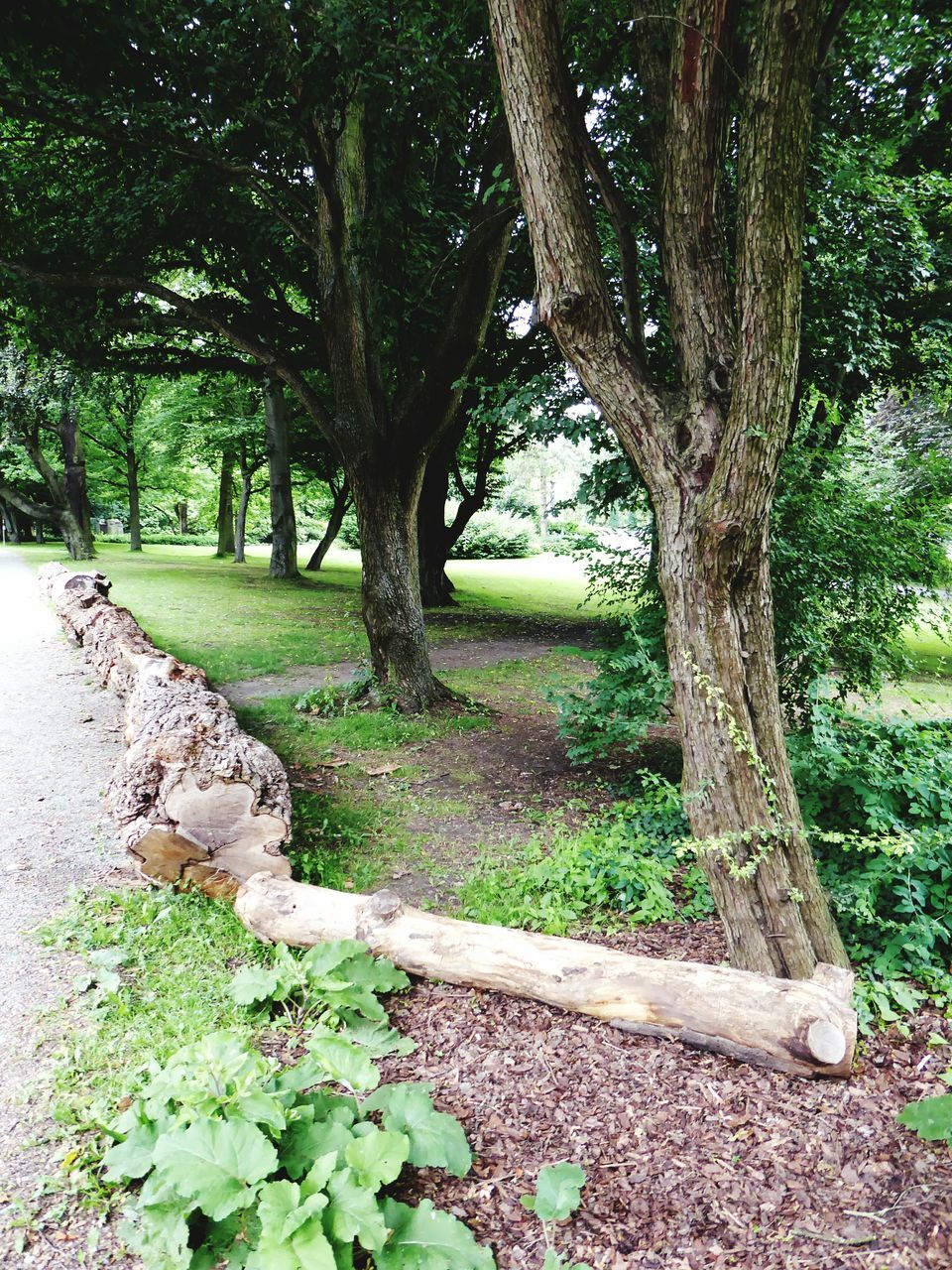 VIEW OF TREES IN FOREST