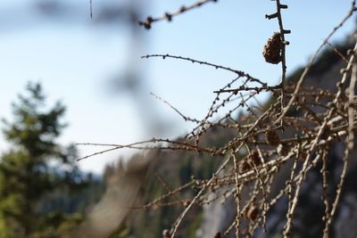 Low angle view of barbed wire against sky