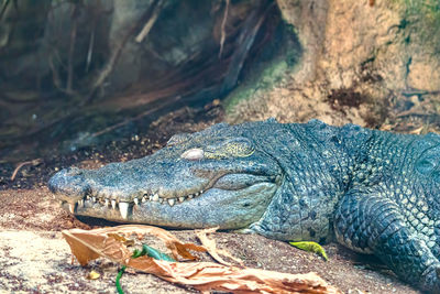 Close-up of crocodile