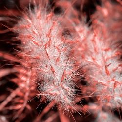 Close up of red flower