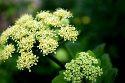 Close-up of flowers against blurred background