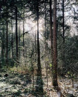 Trees in forest