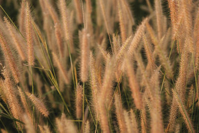Close-up of stalks in field