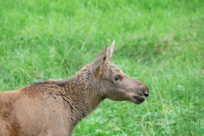 Close-up of a horse on field