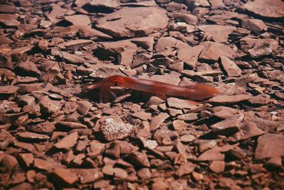 Close-up of lizard