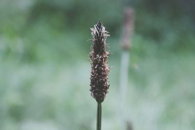 Close-up of plant