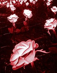 Close-up of white rose on field