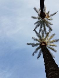 Low angle view of coconut palm tree against sky