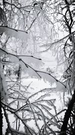 Close-up of bare tree against sky