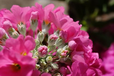 Close-up of pink flowers