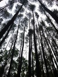 Low angle view of bamboo trees in forest