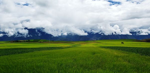 Scenic view of agricultural field against sky