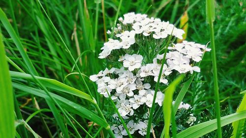 Close-up of white flowers blooming in field