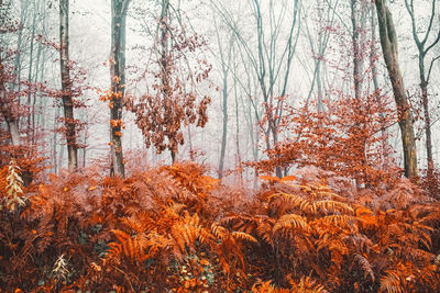 Trees growing in forest during autumn