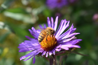 Close-up of honey bee pollinating on purple flower