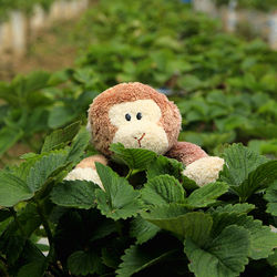 Close-up of stuffed toy plant