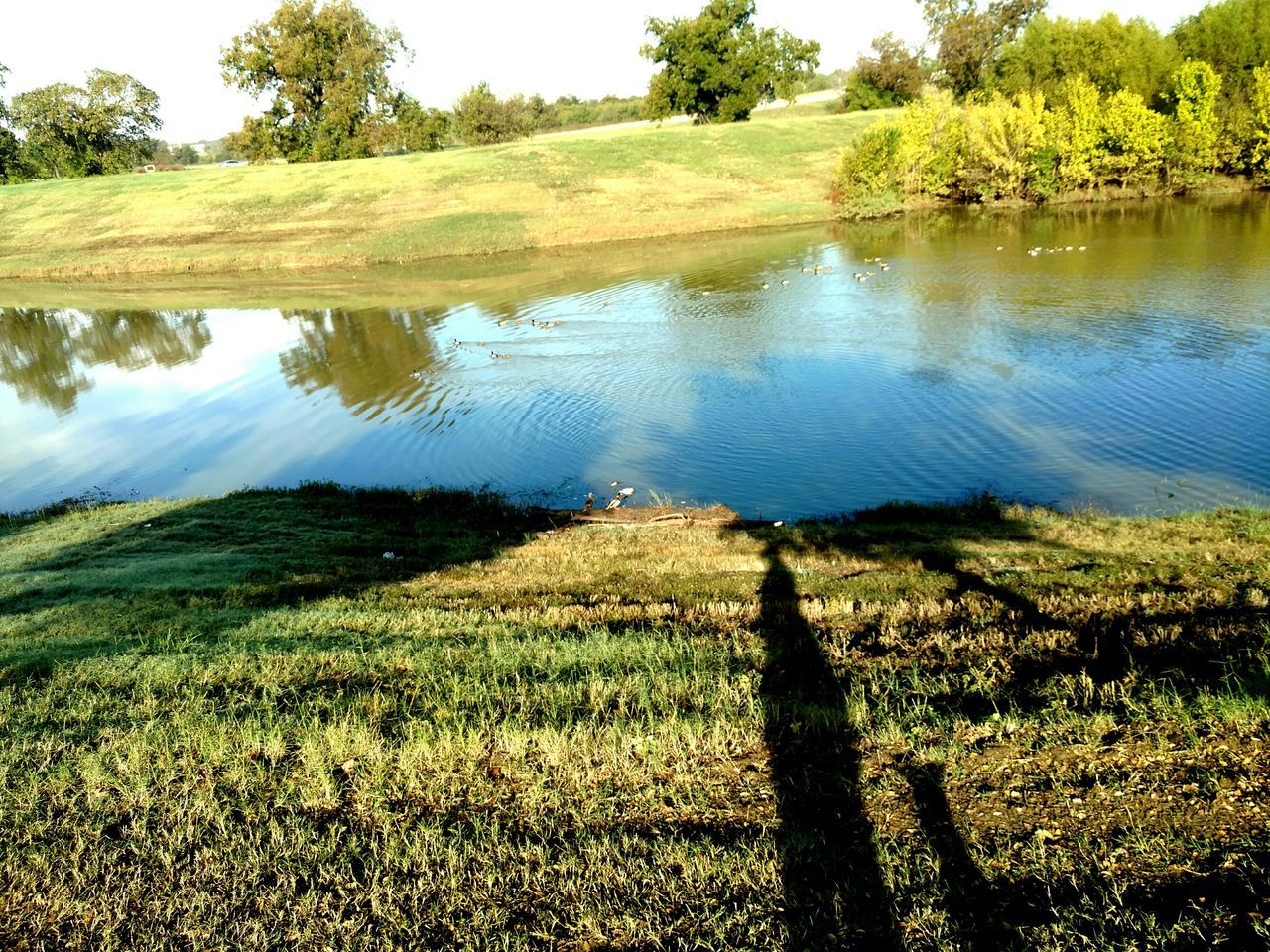 tree, reflection, water, nature, outdoors, beauty in nature, growth, lake, no people, scenics, sky, day, landscape, grass