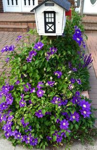 Purple flowers blooming in park