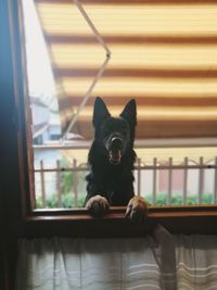 Portrait of black dog sitting on window at home