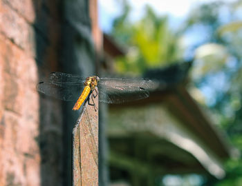 Close-up of dragonfly on wall