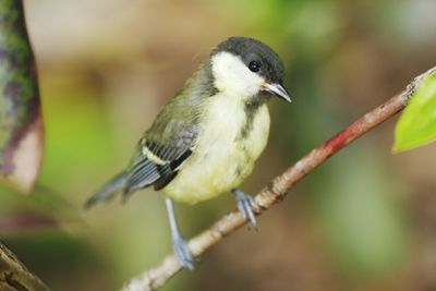 Close-up of great tit perching on twig