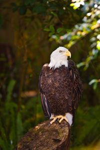 Close-up of eagle perching on branch