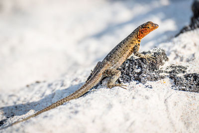 Lava lizard perched on stone on beach