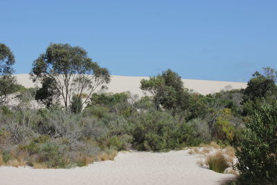 Trees on beach against clear sky