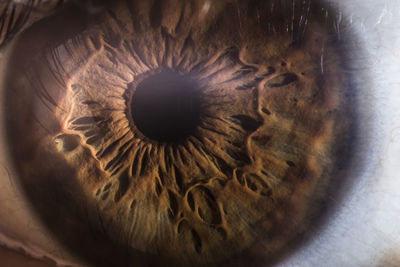 Macro shot of human eye