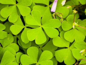 Close-up of green leaves on plant