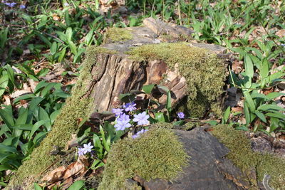 High angle view of flowering plants on land