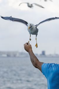 Close-up of seagull on hand against the sea
