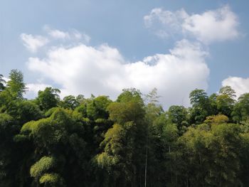 Low angle view of trees against sky