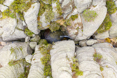 View of lizard on rock