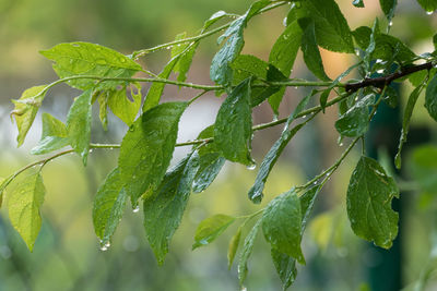 Close-up of wet plant leaves