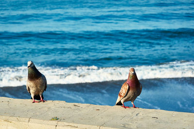 Birds perching on a beach