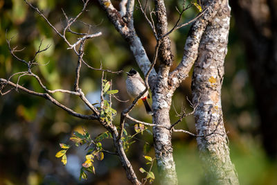 Cute bird in the forest