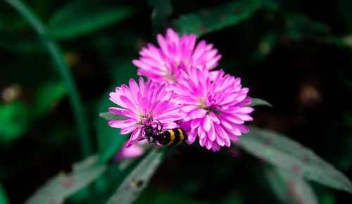 Close-up of bee pollinating flower