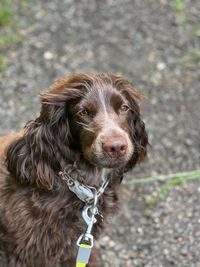 Close-up of cocker spaniel 