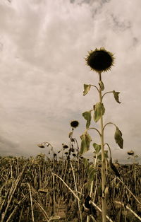 Flowering plant on field against sky