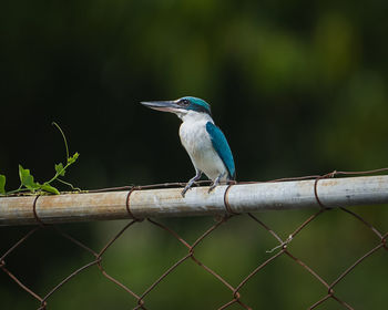 Collared kingfisher