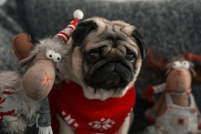 Close-up portrait of dog with stuffed toy at home