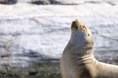 High angle view of sea lion on beach