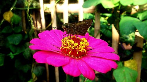 Close-up of pink flower