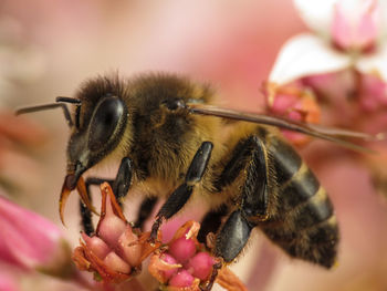 Close-up of bee pollinating on pink flower