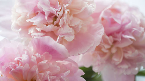 Close-up of pink flowers